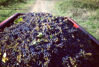 Vendanges