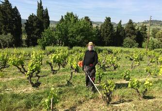 entretien des vignes au domaine de Crémone