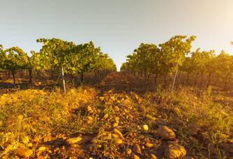 coucher de soleil sur les vignes au domaine coudoulis
