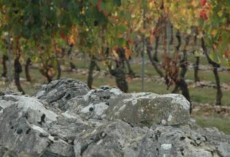 Les vignes derrière le muret du domaine des Roques de Cana