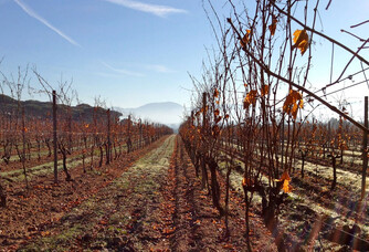 Les vignes du Domaine des Feraud pendant l'automne