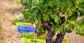Domaine de la Dourbie(Languedoc) : Visite & Dégustation Vin