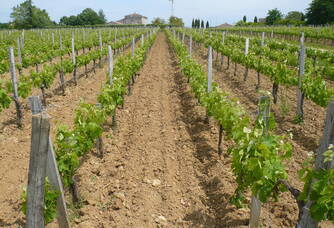 Les vignes du Château La Croix-Davids