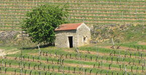 Domaine Thevenot le Brun(Bourgogne) : Visite & Dégustation Vin