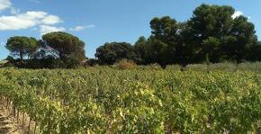 Domaine Sibille(Languedoc) : Visite & Dégustation Vin