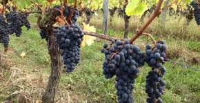 Vignobles Robin(Bordeaux) : Visite & Dégustation Vin