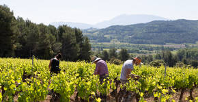 DOMAINE JAUME Vinsobres(Vallée du Rhône) : Visite & Dégustation Vin