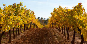 DOMAINE JAUME Pascal & Richard(Vallée du Rhône) : Visite & Dégustation Vin