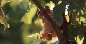 Domaine de la Perdrix(Roussillon) : Visite & Dégustation Vin