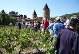 groupe de visiteurs en promenade dans les vignes au pied du château