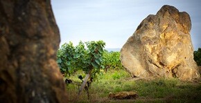 Châteaux Montus et Bouscassé(Sud-Ouest) : Visite & Dégustation Vin