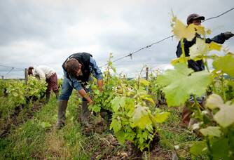 Domaine de l'Ouche Gaillard - Vigneron dans le vignoble