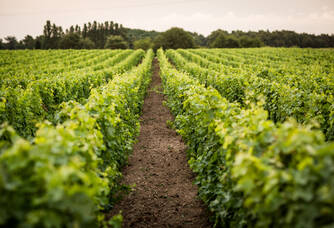 Domaine Mérieau - La vigne