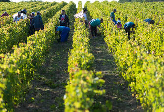 Domaine Mérieau - Le vignoble pendant les vendanges