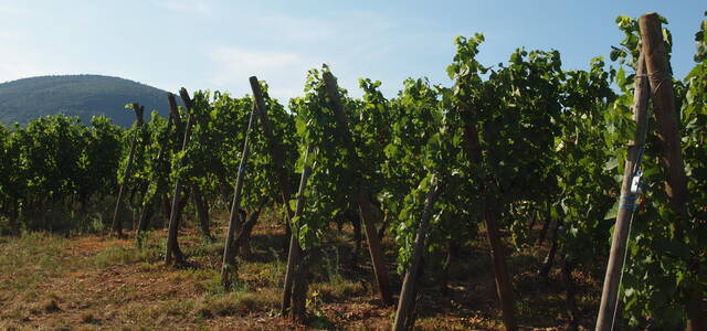 Domaine Vins d'Alsace Sylvain Hertzog