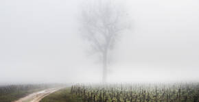 Meursault Gruyaches dans la brume bourguignonne