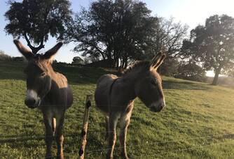 Stan et Fredo, nos deux ânes