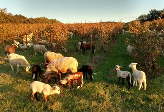 Le troupeau de brebis raïoles entretient la vigne