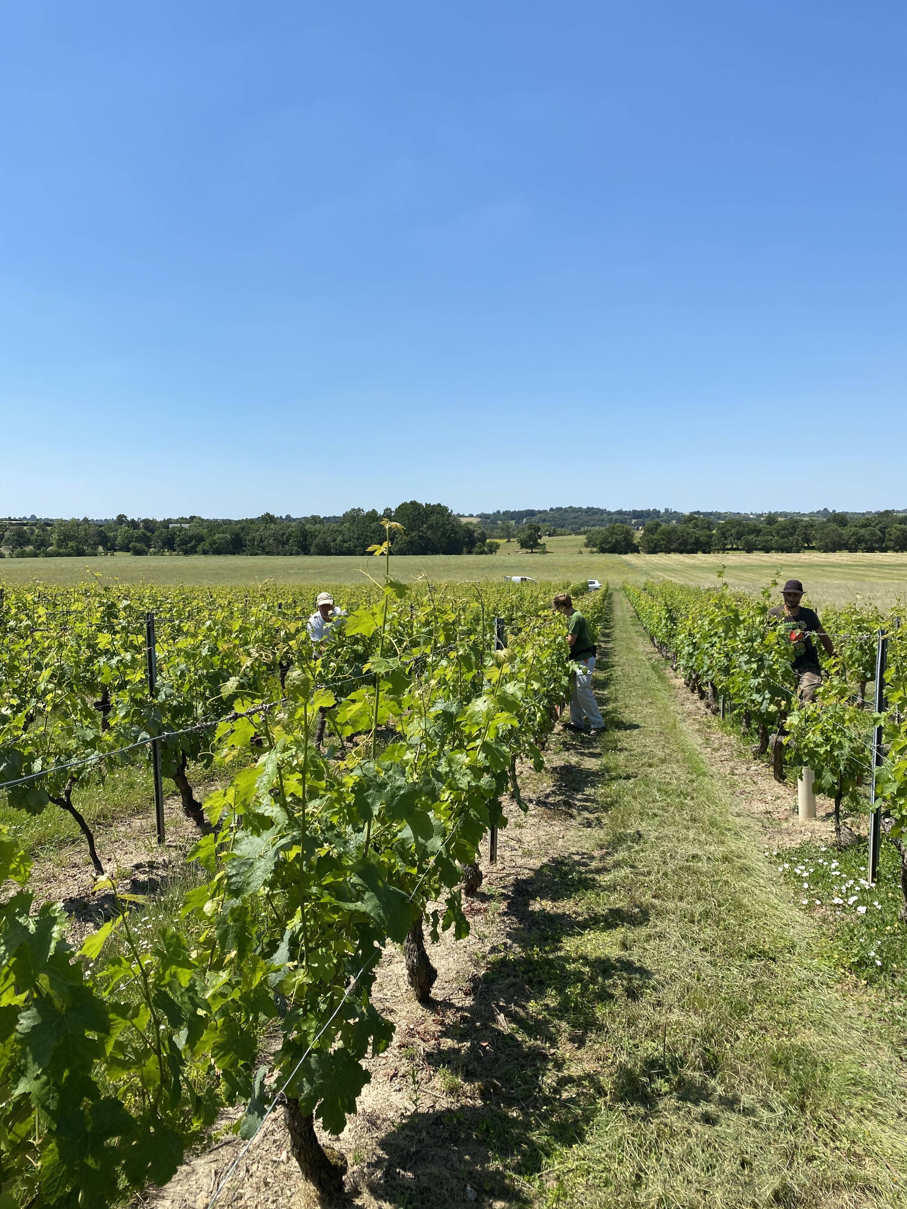 Domaine des Coteaux Blancs (Loire) Les Grappes