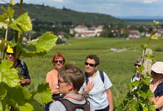 Vis ma vie de vigneron bio : des initiations gratuites au métier de viticulteur