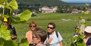 Vis ma vie de vigneron bio : des initiations gratuites au métier de viticulteur