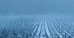 DOMAINE CLOS SAINT JEAN(Bourgogne) : Visite & Dégustation Vin