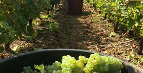 CHATEAU DU BOIS HUAUT(Loire) : Visite & Dégustation Vin