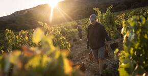 Domaine de Mirabeau - Vigne de Cocagne(Languedoc) : Visite & Dégustation Vin
