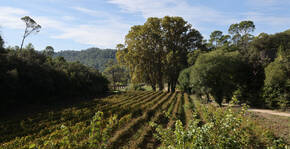 Château d'Astros(Provence) : Visite & Dégustation Vin