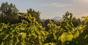 Domaine de Chantegut(Vallée du Rhône) : Visite & Dégustation Vin