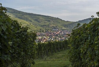 Belle vue sur les vignes du Domaine Rieflé