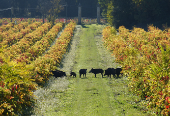 Le vignoble du Château Barbebelle