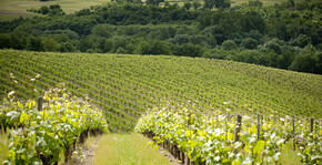 Vue sur les vignes du Château Soucherie